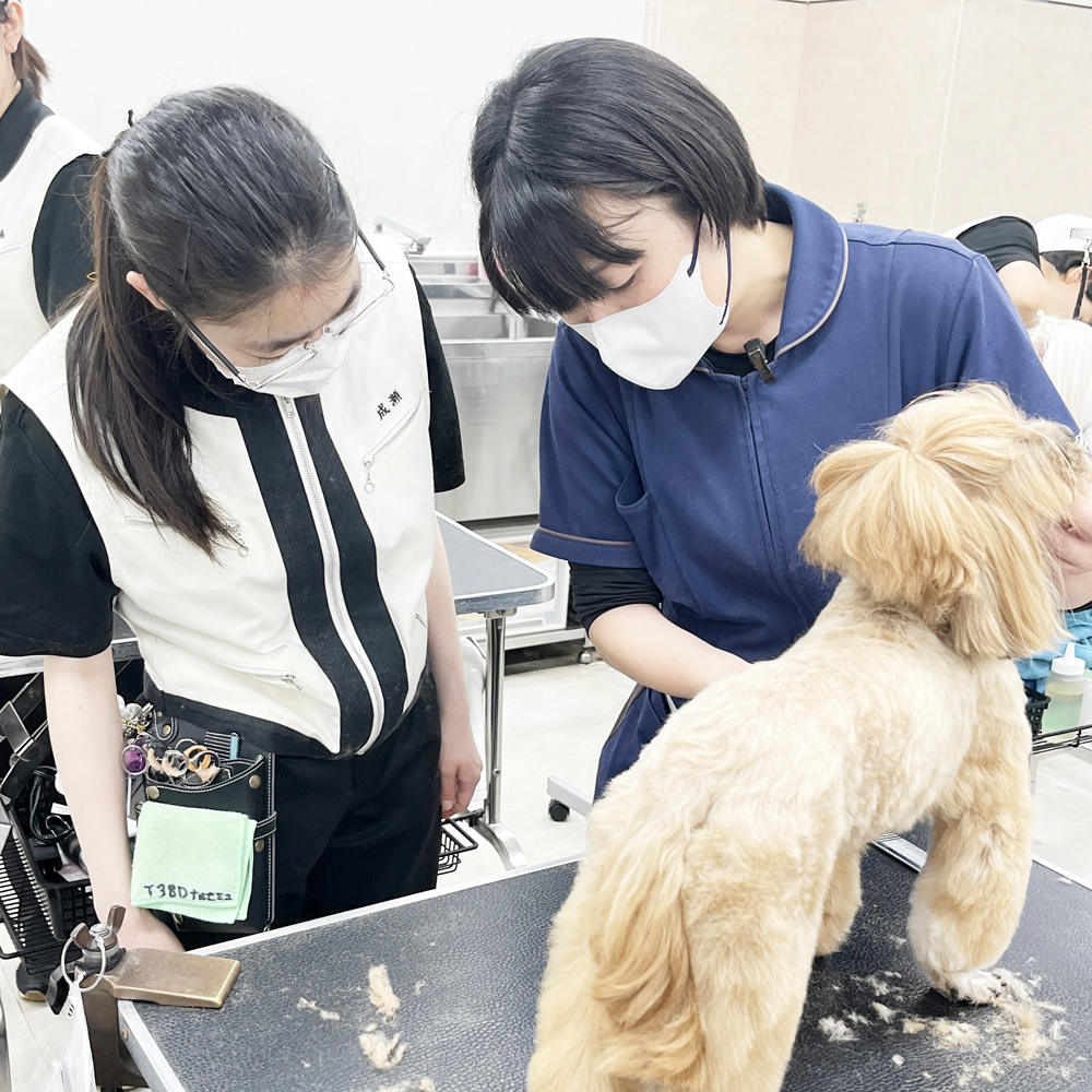 お客様の愛犬をトリミング！②